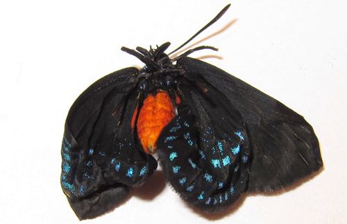 Figure 22. Abnormal Eumaeus atala Poey adult with incompletely expanded wings.