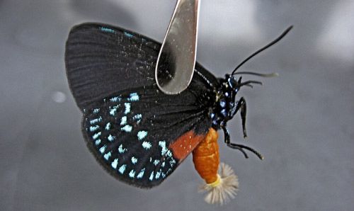 Figure 13. Eumaeus atala Poey males display anal hair pencils when courting females.