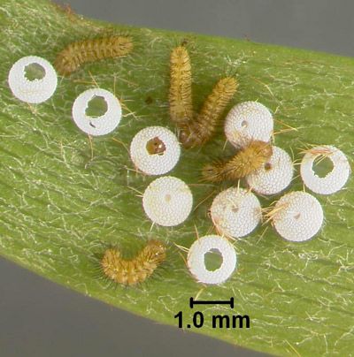 Figure 8. Eumaeus atala Poey newly hatched larvae.