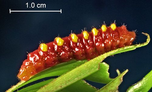 Figure 9. Eumaeus atala Poey mature larva.