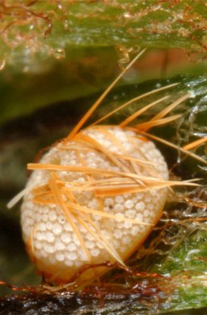 Figure 7. Eumaeus atala Poey eggs with aposematic scales from anal tuft of female.
