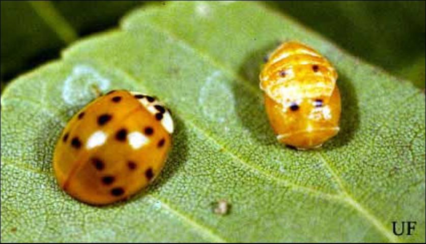 Figure 7. Adult and pupa of Harmonia sp., a lady beetle.