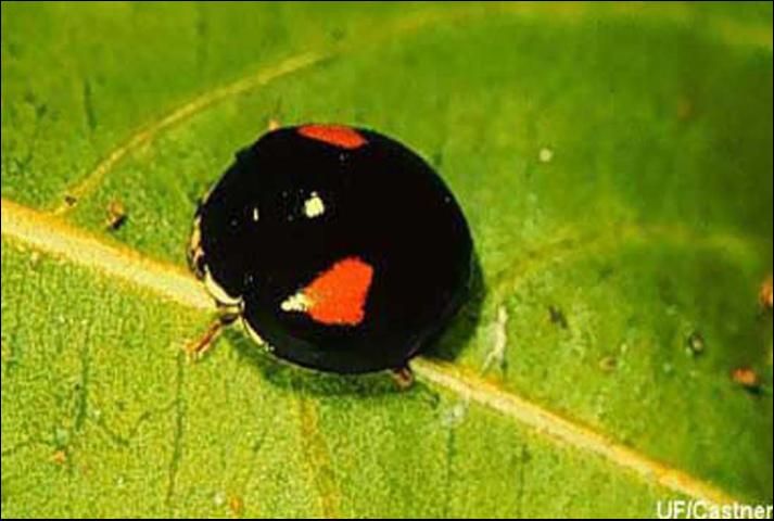 Figure 15. Adult Olla v-nigrum Casey, (red spots are trapezoidal and there is a white edge on the pronotum).
