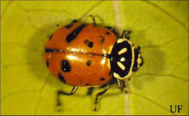 Figure 14. Adult convergent lady beetle, Hippodamia convergens Guérin-Ménevill.