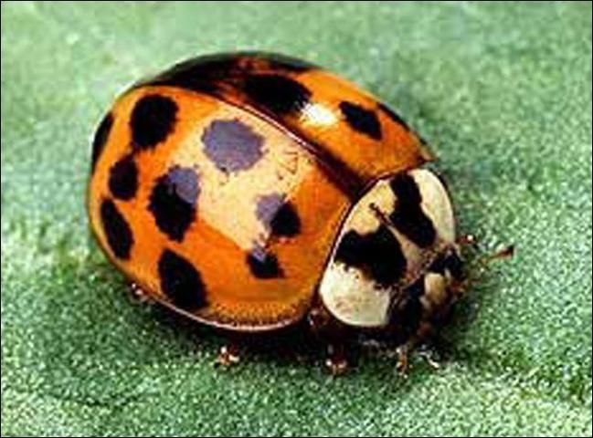 Figure 13. Adult Harmonia axyridis Pallas, the multicolored Asian lady beetle.