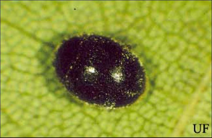 Figure 8. Adult Scymnus sp., a lady beetle.