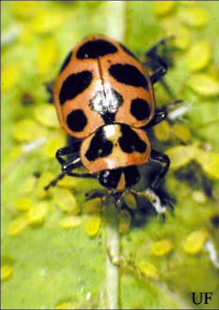 Figure 11. Adult Coleomegilla maculata DeGeer, a lady beetle.