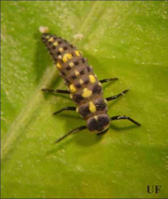 Figure 16. Olla v-nigrum larva.