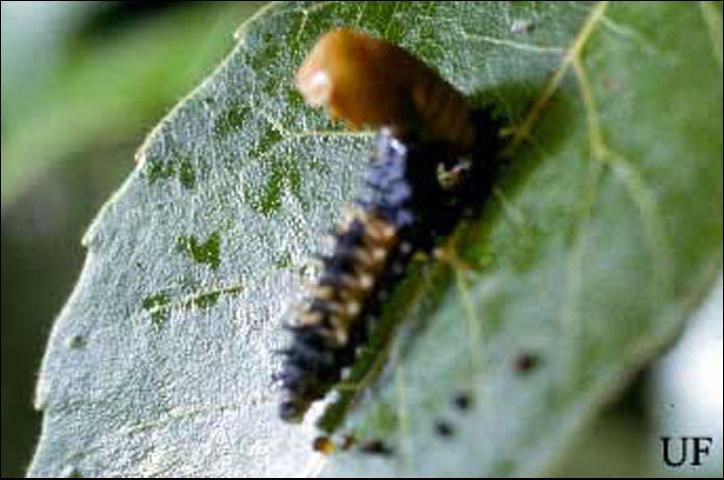 Figure 6. Larva of Harmonia sp., exhibiting cannibalism by feeding on a lady beetle pupa.