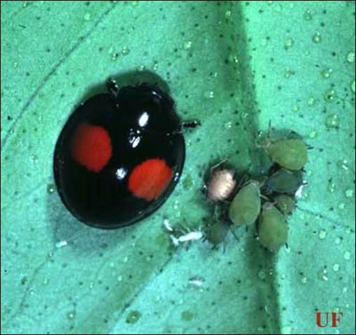Figure 9. Adult twicestabbed lady beetle, Chilocorus stigma (Walker), (red spots are round).