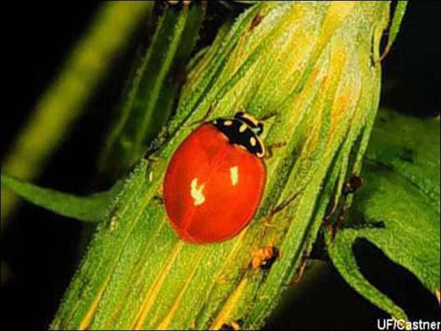 Figure 12. Adult Cycloneda sanguinea (L.), a lady beetle.