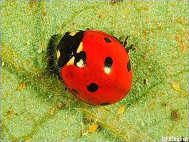 Figure 1. Adult Coccinella septempunctata Linnaeus, the sevenspotted lady beetle.