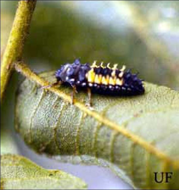 Figure 4. Larva of Harmonia sp., a lady beetle.