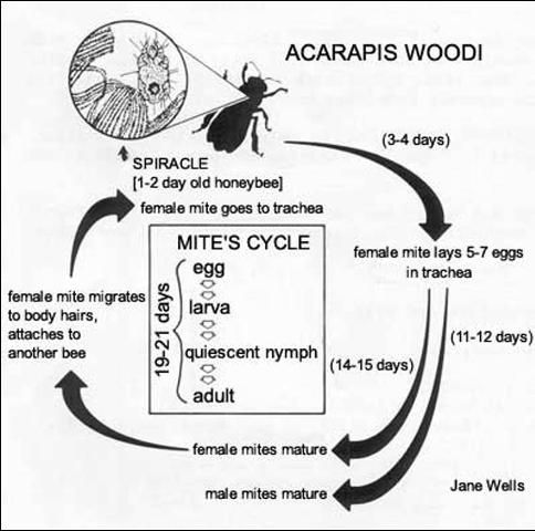 Figure 3. Life cycle of the tracheal mite of the honey bee.