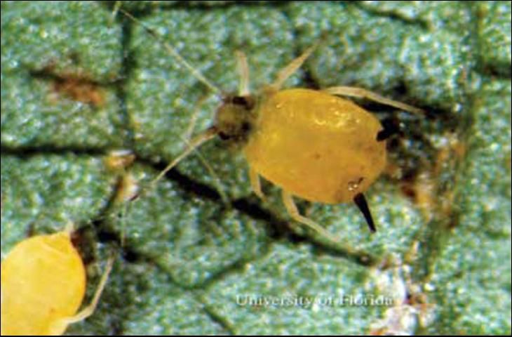 Figure 4. Wingless adult (yellow morph) melon aphid, Aphis gossypii Glover.