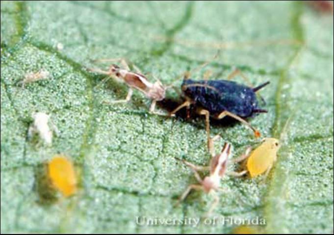 Figure 1. Nymphs (mixed ages) and dark form of wingless adult of melon aphids, Aphis gossypii Glover.