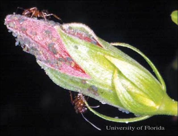 Figure 7. Melon aphids, Aphis gossypii Glover, tended by ants.