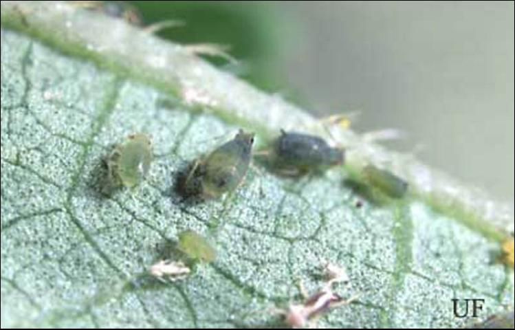 Figure 6. Melon aphids, Aphis gossypii Glover, on okra.