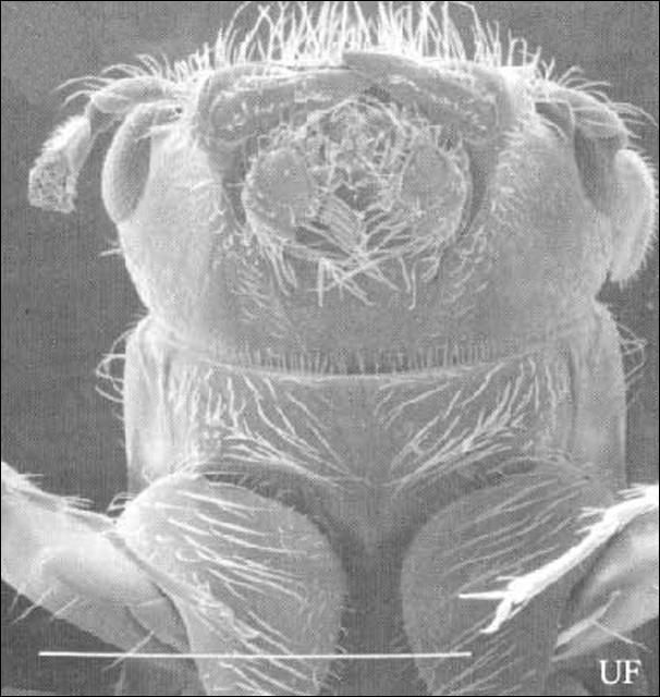 Figure 3. Ventral view of head of an adult female Platypus flavicornis (Fabricius). White line represents 1 mm.