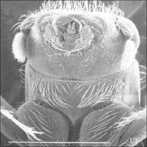 Figure 4. Ventral view of head of an adult male Platypus flavicornis (Fabricius). White line represents 1 mm.