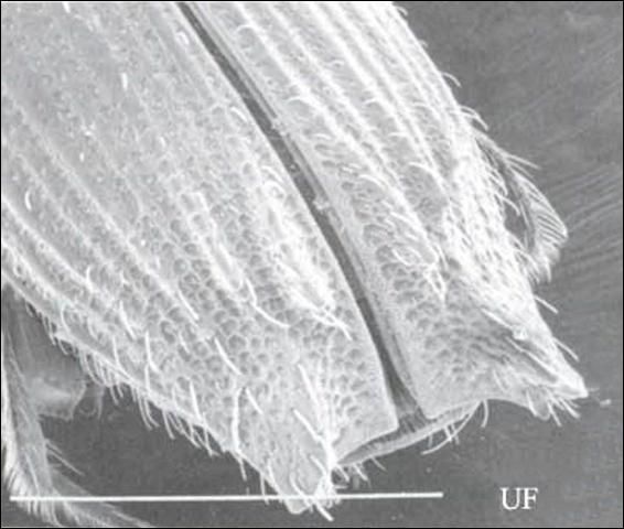 Figure 12. Male declivity in Platypus parallelus (Fabricius) . White line represents 1 mm.
