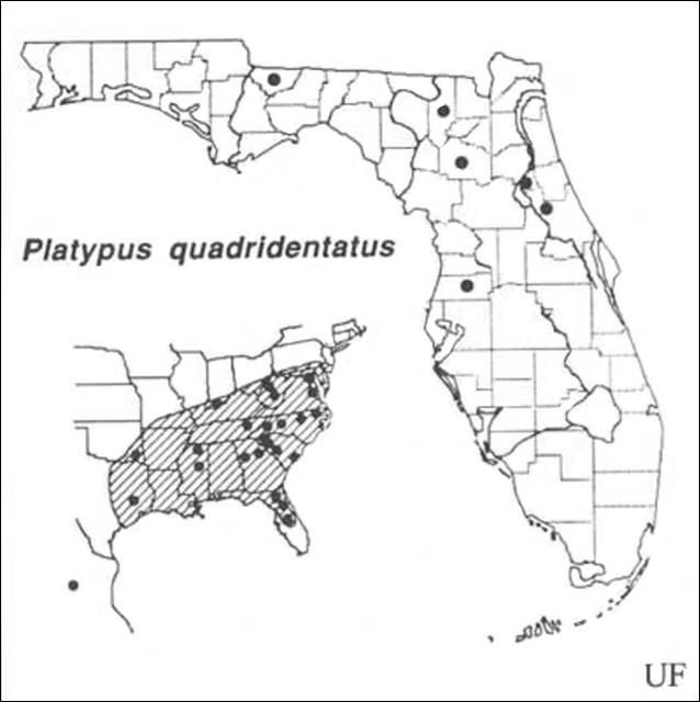 Figure 19. Distribution of Platypus quadridentatus (Olivier). Based on Beal & Massey (1945), Blackman (1922), Wood (1958, 1979), Staines (1981) and personal observations.