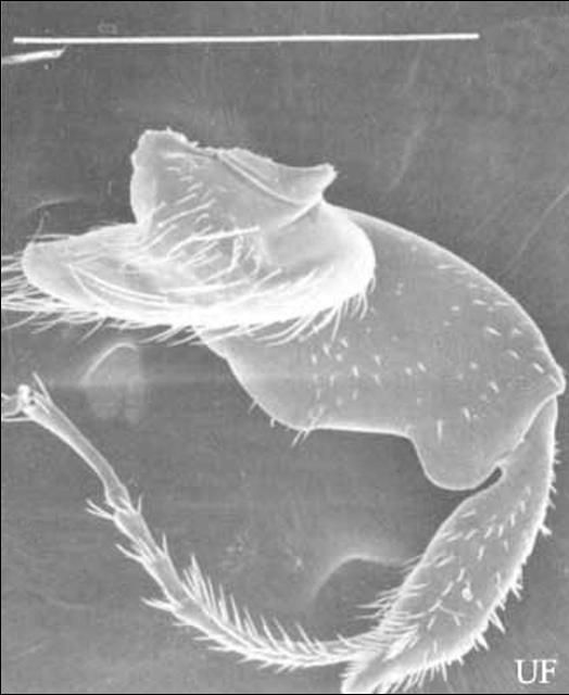 Figure 5. Prothoracic leg of Platypus flavicornis (Fabricius) showing length of tarsal segments. White line represents 1 mm.