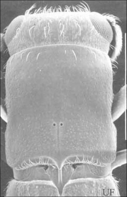 Figure 6. Pronotum of adult female Platypus compositus (Say). White line represents 1 mm.