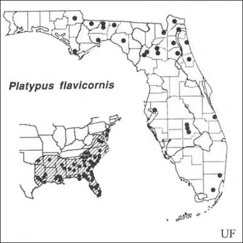 Figure 17. Distribution of Platypus flavicornis (Fabricius). Based on Beal & Massey (1945), Blackman (1922), Wood (1958, 1979), Staines (1981) and personal observations.