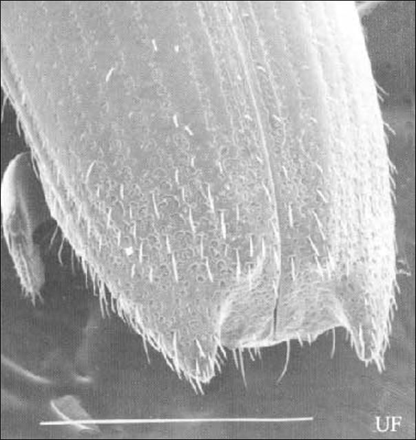Figure 9. Female declivity in Platypus flavicornis (Fabricius). White line represents 1 mm.