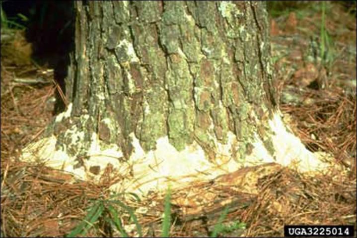 Figure 21. Dust (stage 3) at base of tree resulting from feeding of the ambrosia beetle Platypus flavicornis Fabricius.