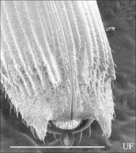 Figure 8. Male declivity in Platypus flavicornis (Fabricius). White line represents 1 mm.
