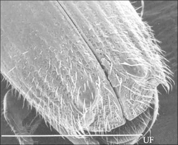 Figure 15. Female declivity in P. quadridentatus (Olivier). White line represents 1 mm.