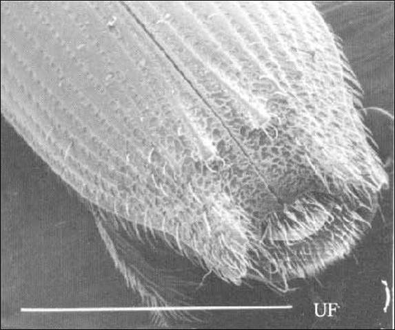 Figure 10. Male declivity in Platypus compositus (Say). White line represents 1 mm.