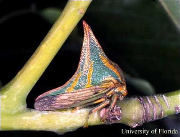 Figure 1. Adult female thorn bug, Umbonia crassicornis (Amyot and Serville).