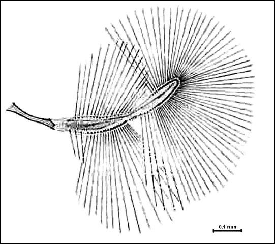 Figure 2. Extended featherwing (ca. 1 mm long) of Bambara testacea (Britt.), a featherwing beetle of Florida. This is a parthenogenetic species less than 1 mm long that is widely distributed in the tropics and subtropics of both hemispheres.