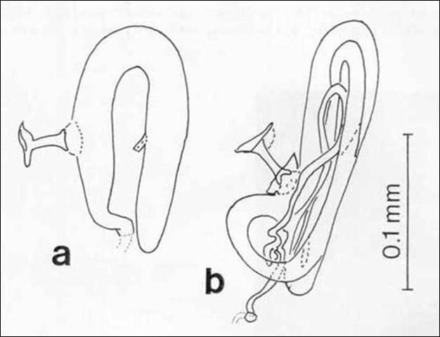 Figure 3. The sperm storage organs (spermatheca) of the female, a) Bambara testacea (Britt.), Florida; b) Bambara wagneri (Dybas), Florida. Species-specific differences in the form of the spermatheca are the rule in ambrosia beetles (Ptiliidae).