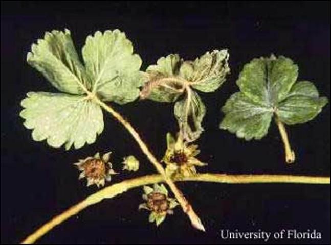Figure 4. Strawberry leaves and flowers damaged by cyclamen mite, Phytonemus pallidus (Banks). The flowers are dead.