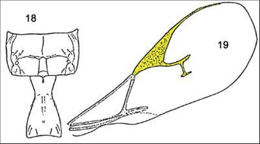 Figure 5. Lysiphlebus testaceipes forewing (19) and tergite 1 (18).