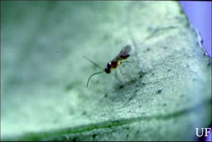 Figure 2. Adult females of Lipolexis scutellaris Mackauer attack immature stages of the brown citrus aphid. This female is seaching for aphids to parasitize.