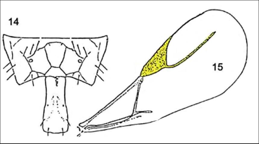 Figure 3. Lipolexis scutellaris forewing (15) and dorsal tergite (14). Note radial vein is long and tergite 1 is narrow and parallel sided. Compare to Aphidius colemani.