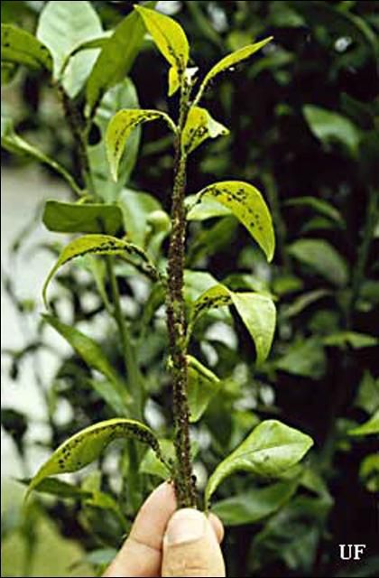 Figure 1. Brown citrus aphids, Toxoptera citricida (Kirkaldy), reproduce rapidly on tender young flush of citrus.