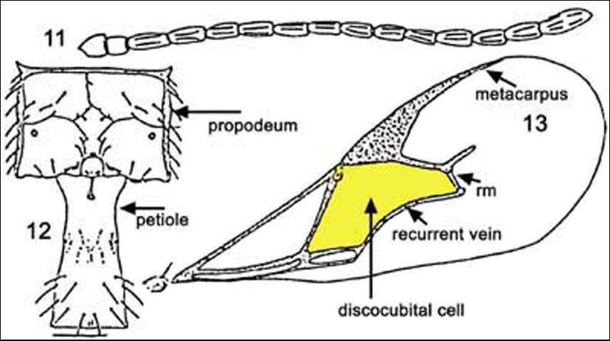 Figure 4. Aphidius colemani forewing (11) and tergite (12). Note that there is an rm and recurrent vein and that tergite 1 is NOT narrow and parallel sided.