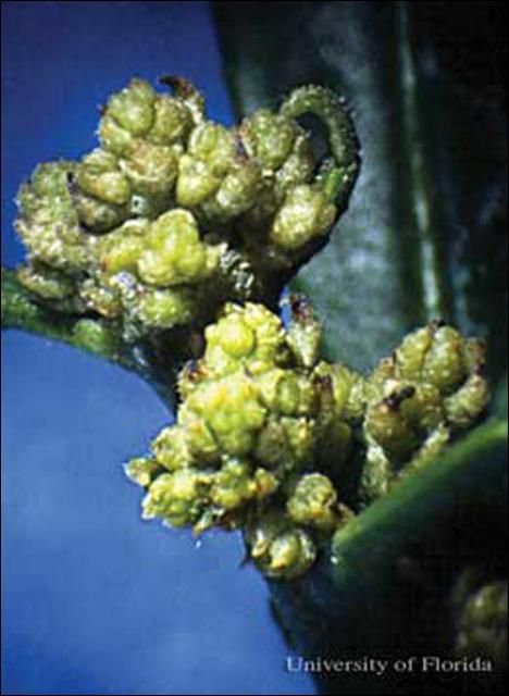 Figure 10. Broad mite, Polyphagotarsonemus latus (Banks), damage to pepper (bud proliferation).