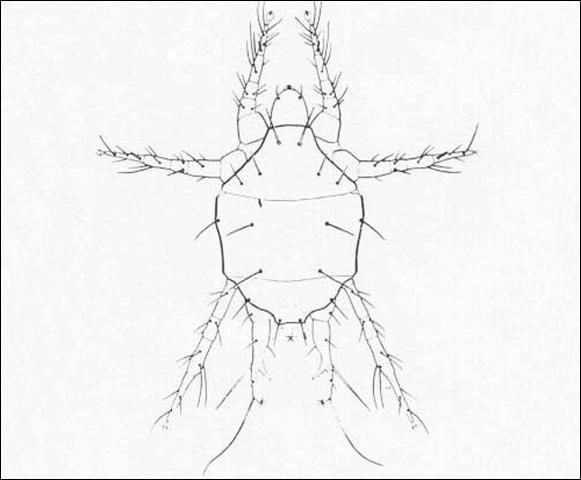 Figure 3. Dorsal view of a male broad mite, Polyphagotarsonemus latus (Banks).