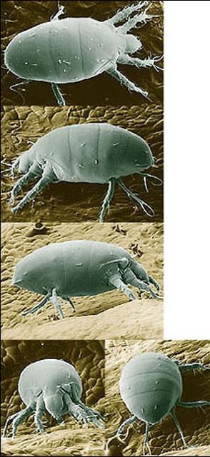 Figure 2. Photographs of a female broad mite, Polyphagotarsonemus latus (Banks), on the surface of a pepper leaf. The photographs were taken with a low temperature scanning electron microscope (views from top to bottom: dorsal, left lateral, right lateral, front, rear). The specimen was held on a new, height-angle, azimuth rotation specimen holder and frozen in its natural position with liquid nitrogen. The USDA has a Build-A-Mite Web site where these five photographs can be copied, cut and folded to create a box that depicts the mite's three-dimensional shape.