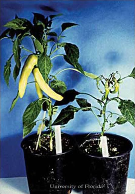 Figure 9. Broad mite, Polyphagotarsonemus latus (Banks), damage to pepper.