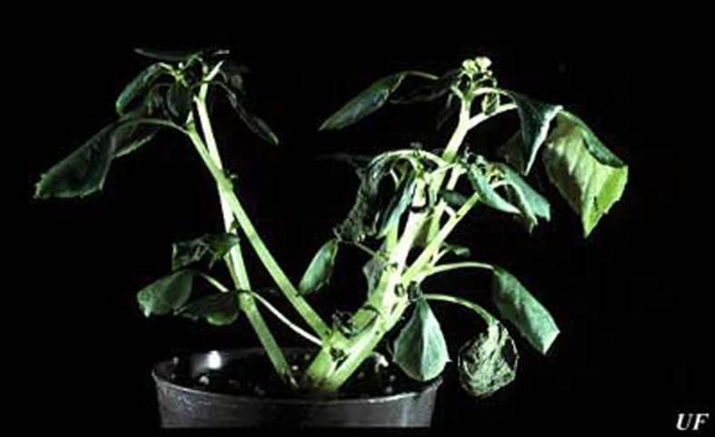 Figure 8. Damage to Impatiens sp. by the broad mite, Polyphagotarsonemus latus (Banks).