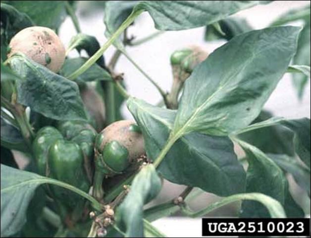 Figure 11. Broad mite, Polyphagotarsonemus latus (Banks), damage to pepper a few weeks after infestation.