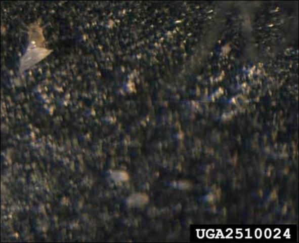 Figure 6. Adult broad mite, Polyphagotarsonemus latus (Banks), carrying an immature broad mite.